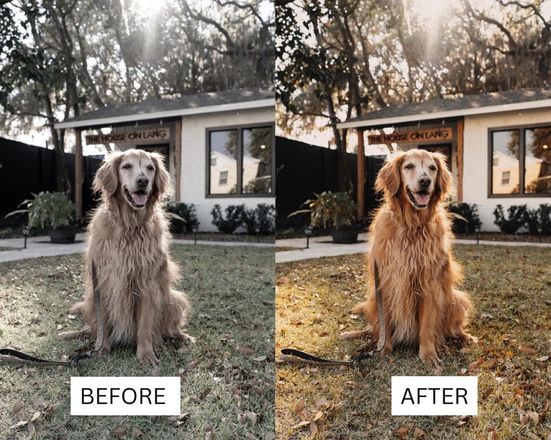 May include: A side-by-side comparison showing a golden retriever sitting on a lawn in front of a building with a sign reading THE HOUSE ON LANG. The left image has a desaturated tone, while the right image features a warm, golden-toned color edit.