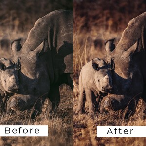 Op de afbeelding: Een close-up van een moeder en baby neushoorn die in hoog gras staan. De moeder is groter en heeft een donkerdere grijze tint dan de baby. De baby staat dicht bij de moeder, met zijn hoofd rustend op haar zij. De achtergrond is een wazig veld met hoog gras.