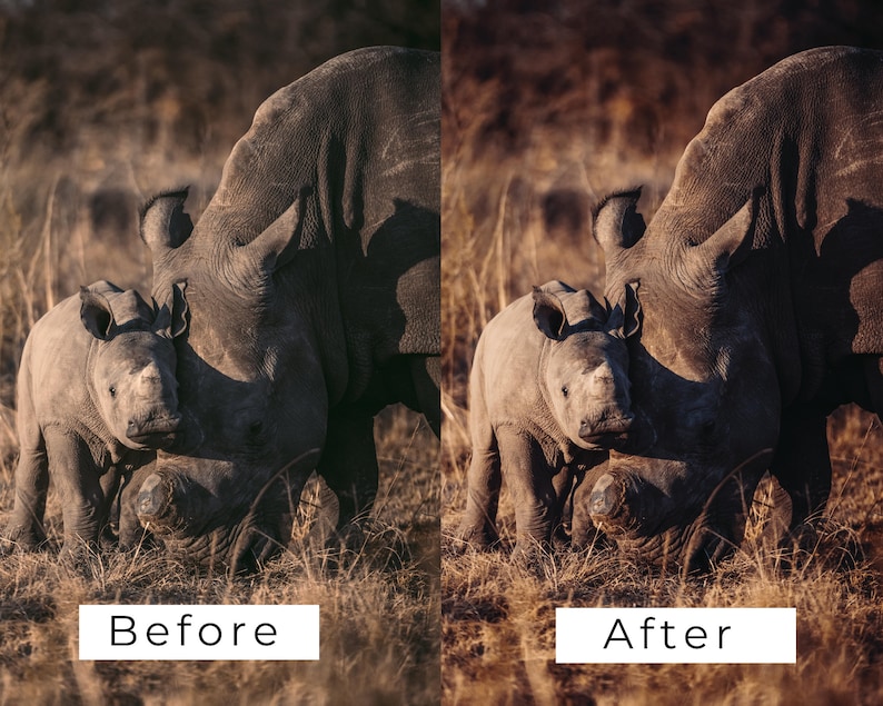 Op de afbeelding: Een close-up van een moeder en baby neushoorn die in hoog gras staan. De moeder is groter en heeft een donkerdere grijze tint dan de baby. De baby staat dicht bij de moeder, met zijn hoofd rustend op haar zij. De achtergrond is een wazig veld met hoog gras.