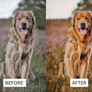 May include: A side-by-side comparison showing a golden retriever wearing an olive green harness. The left side displays the dog with muted, desaturated tones labeled BEFORE, while the right side shows the same dog with vibrant, warm golden hues labeled AFTER.