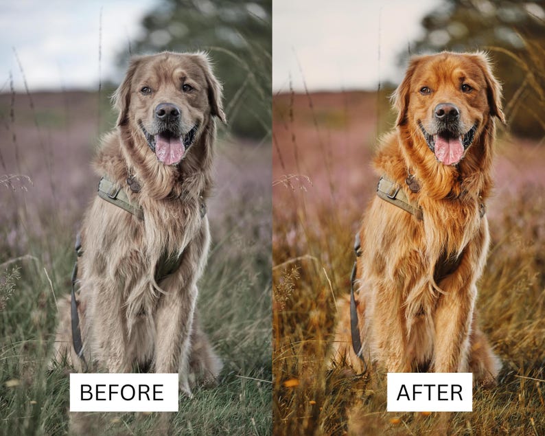 May include: A side-by-side comparison showing a golden retriever wearing an olive green harness. The left side displays the dog with muted, desaturated tones labeled BEFORE, while the right side shows the same dog with vibrant, warm golden hues labeled AFTER.