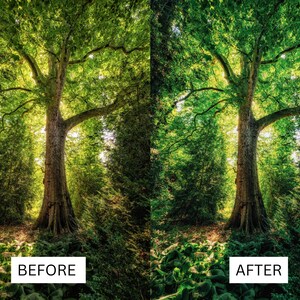 May include: A tall tree with green leaves stands in a forest setting. The sun shines through the leaves, creating a bright spot in the center of the image. The tree is surrounded by other trees and bushes.