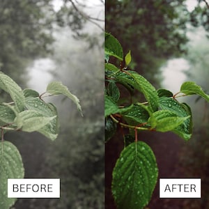 40 Cinematic Green LUTs | Nature & Forest Color Grading | Landscape, Hiking Video | Premiere Pro, CapCut, Final Cut Pro, DaVinci Resolve image 2