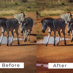 Op de afbeelding: Een groep van vier zebra's die over een zandweg lopen met een plas water in het midden. De zebra's zijn zwart-wit gestreept. De weg is bruin en stoffig. De zebra's lopen in een rij achter elkaar.