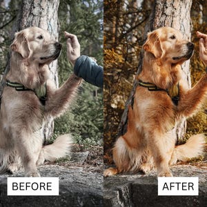 May include: A golden retriever wearing a black and neon green harness sits and raises a paw to touch a human hand. The image is presented in a split-screen format with the left side labeled BEFORE and the right side labeled AFTER.