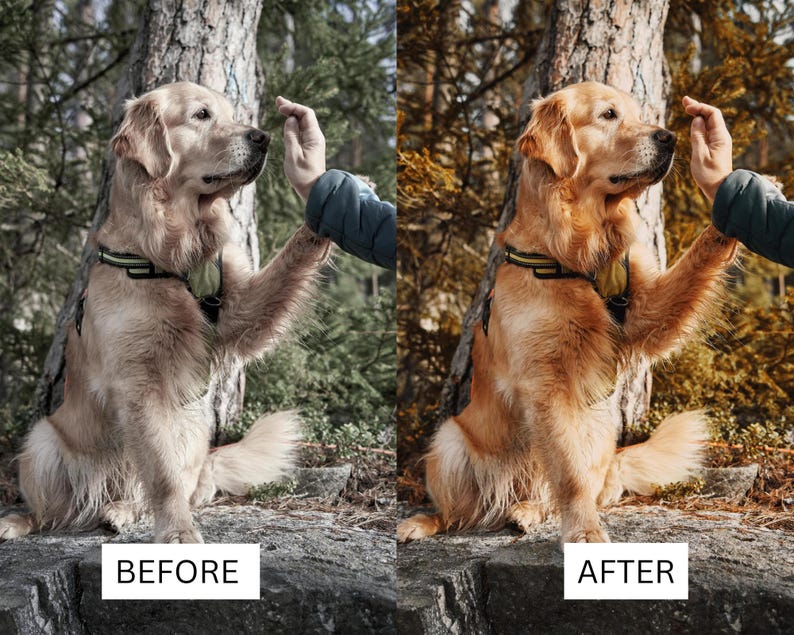 May include: A golden retriever wearing a black and neon green harness sits and raises a paw to touch a human hand. The image is presented in a split-screen format with the left side labeled BEFORE and the right side labeled AFTER.