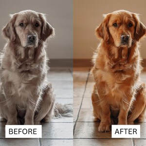 May include: A split-screen comparison showing a golden retriever dog. The left side labeled BEFORE displays the dog with muted, cool-toned fur. The right side labeled AFTER shows the same dog with enhanced, warm, golden-toned fur and lighting.