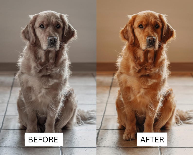 May include: A split-screen comparison showing a golden retriever dog. The left side labeled BEFORE displays the dog with muted, cool-toned fur. The right side labeled AFTER shows the same dog with enhanced, warm, golden-toned fur and lighting.