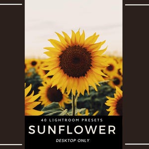 May include: A field of sunflowers in full bloom, with bright yellow petals and dark brown centers. The image includes text that reads "40 Lightroom Presets SUNFLOWER DESKTOP ONLY."