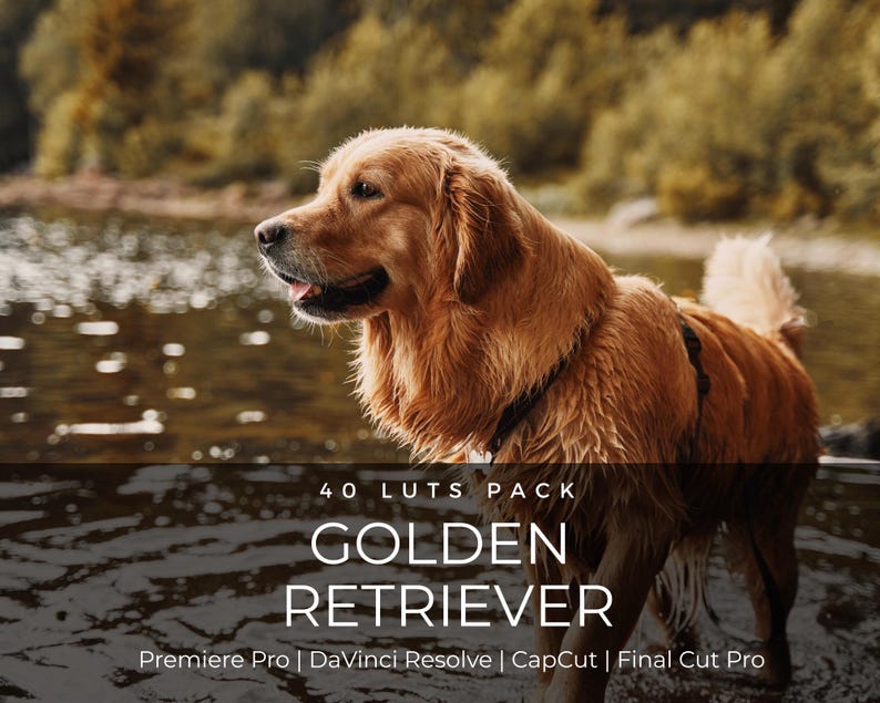 May include: A golden retriever stands in shallow water, featuring a digital product overlay with the text 40 LUTS PACK GOLDEN RETRIEVER Premiere Pro | DaVinci Resolve | CapCut | Final Cut Pro, showcasing the dog's fur and profile.