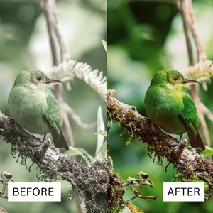 40 Cinematic Green LUTs | Nature & Forest Color Grading | Landscape, Hiking Video | Premiere Pro, CapCut, Final Cut Pro, DaVinci Resolve image 10
