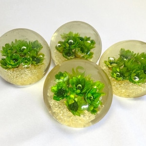 May include: Four clear, round resin paperweights, each containing a cluster of vibrant green plants. The plants are surrounded by a golden, glittery material, creating a unique decorative item.