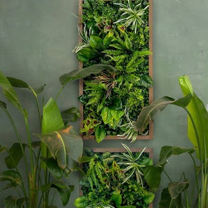 Cadre végétal/image végétale/mur de mousse/image de mousse/mur vert YUCATAN en plantes artificielles Realtouch au design jungle, cadre en bois d'épicéa image 1