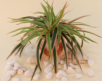 Konstgjord Dracaena Marginata (Draketräd) | Högkvalitativ dekorativ växt för vaser, arrangemang och gör-det-själv-projekt