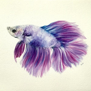 May include: Watercolour painting of a purple betta fish with a long, flowing tail. The fish is depicted in profile, with its head turned slightly to the right. The tail is a vibrant purple, with hints of pink and blue. The fish's body is a lighter shade of purple.