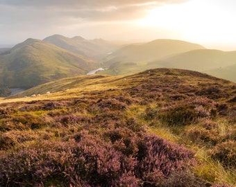 May include: A panoramic view of a rolling green hillside covered in purple heather flowers. The sun shines brightly in the distance, casting a warm glow over the landscape.