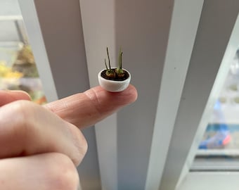 May include: A miniature white ceramic bowl containing dark soil and two tiny green sprouts. The small container is round with a smooth finish and holds the organic matter and plant growth, appearing very small in scale.