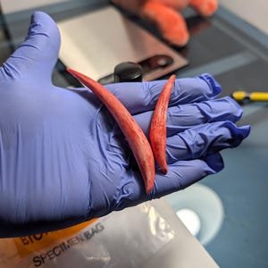 May include: Two curved, tapered, reddish-pink objects with a textured, weathered surface finish. These pointed items are held in a palm covered by a blue nitrile glove, displaying a distinct organic shape with subtle colour variations and markings.