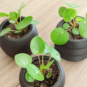 May include: Three small potted plants with bright green, round leaves. The plants are in matte black ceramic pots, set against a light wood-grain surface. The plants have reddish stems and are a vibrant addition to any indoor space.