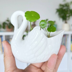 May include: A white ceramic swan planter containing a small green plant with round leaves. The swan has a long, curved neck and a detailed feather design. The planter is held in a person's hand.