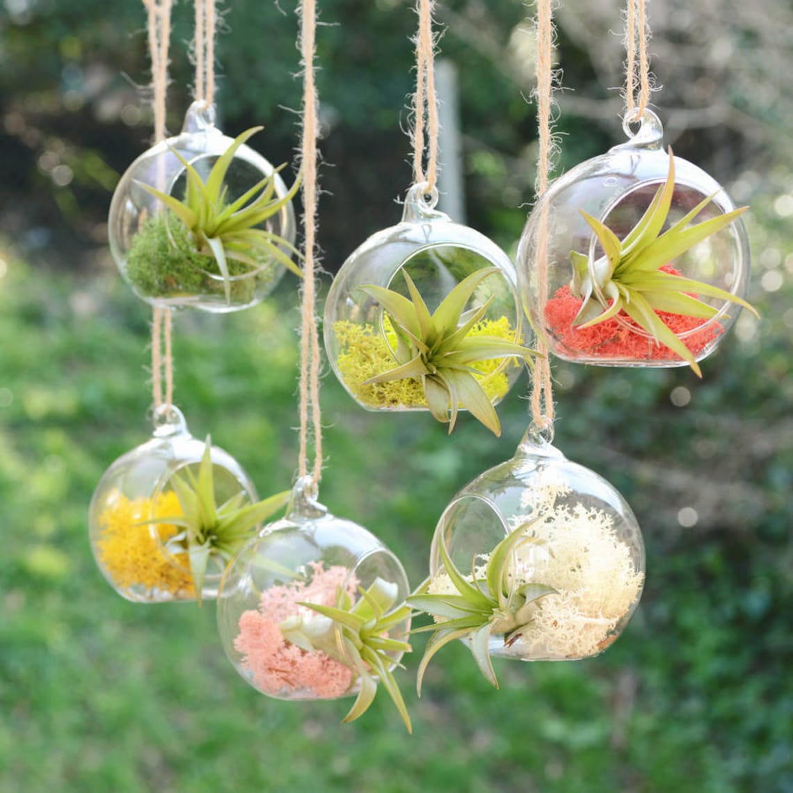 Air Plant Terrarium in a Hanging Glass Globe Vase Etsy Australia