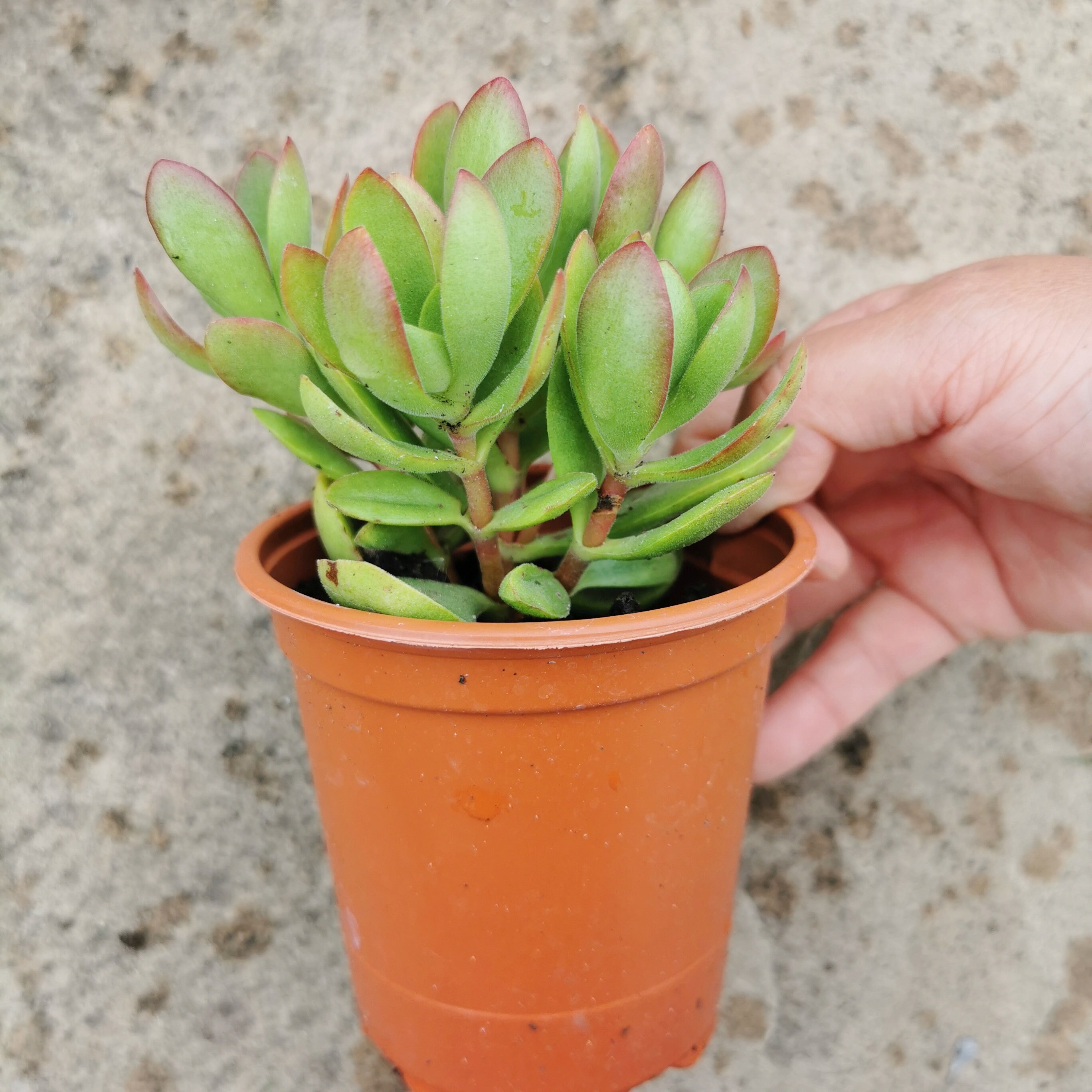 Crassula 'red Carpet' Succulent Pot Size 9cm Etsy UK