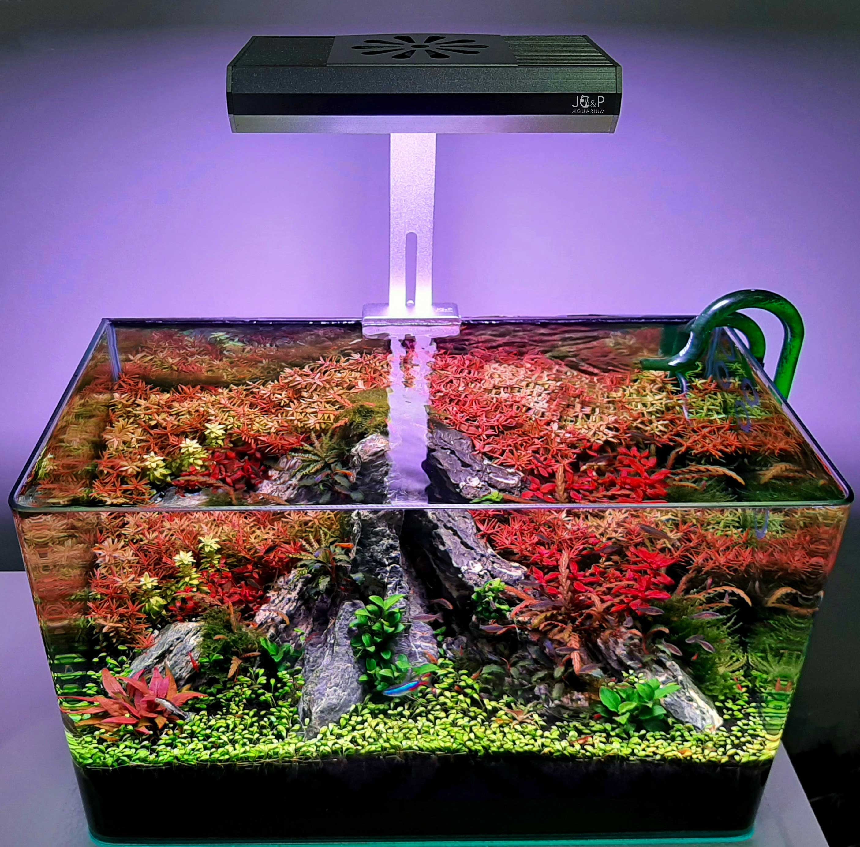 50 Gallon Terrarium for sale Only 4 left at 70