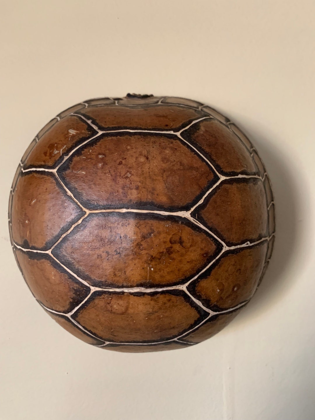 Turtle Shell Carving - Etsy
