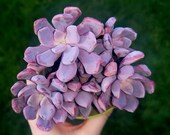 1 leaf cutting of echeveria cupid - echeveria topsy debbie - korean succulent rare pink lavender plant