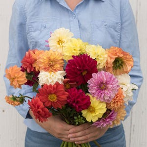 May include: A vibrant bouquet of dahlias in various colors, including orange, yellow, red, pink, and white. The flowers are held against a light blue shirt and a white wooden background. The dahlias are in full bloom.