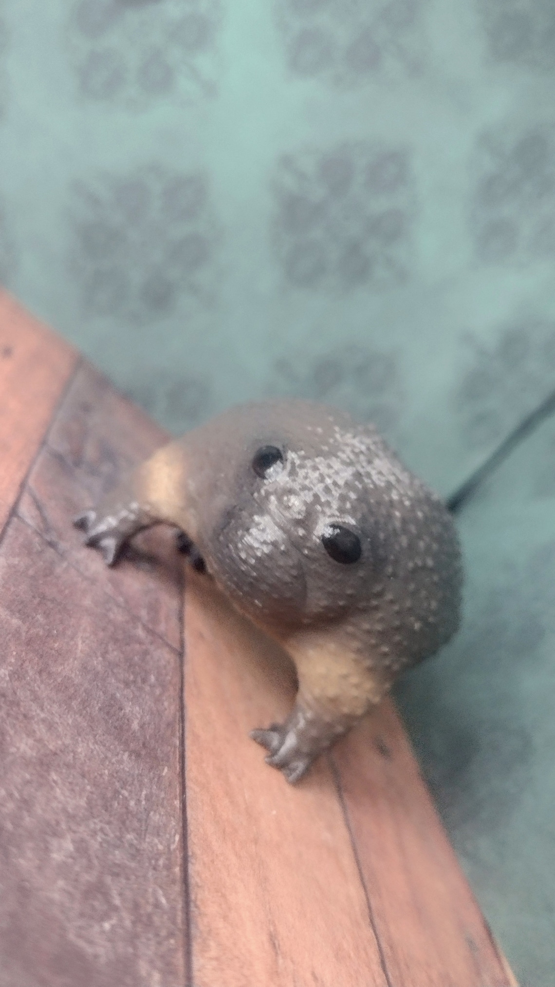 Black Rain Frog Avocado Frog Hand-painted Collectible | Tiny Grumpy ...