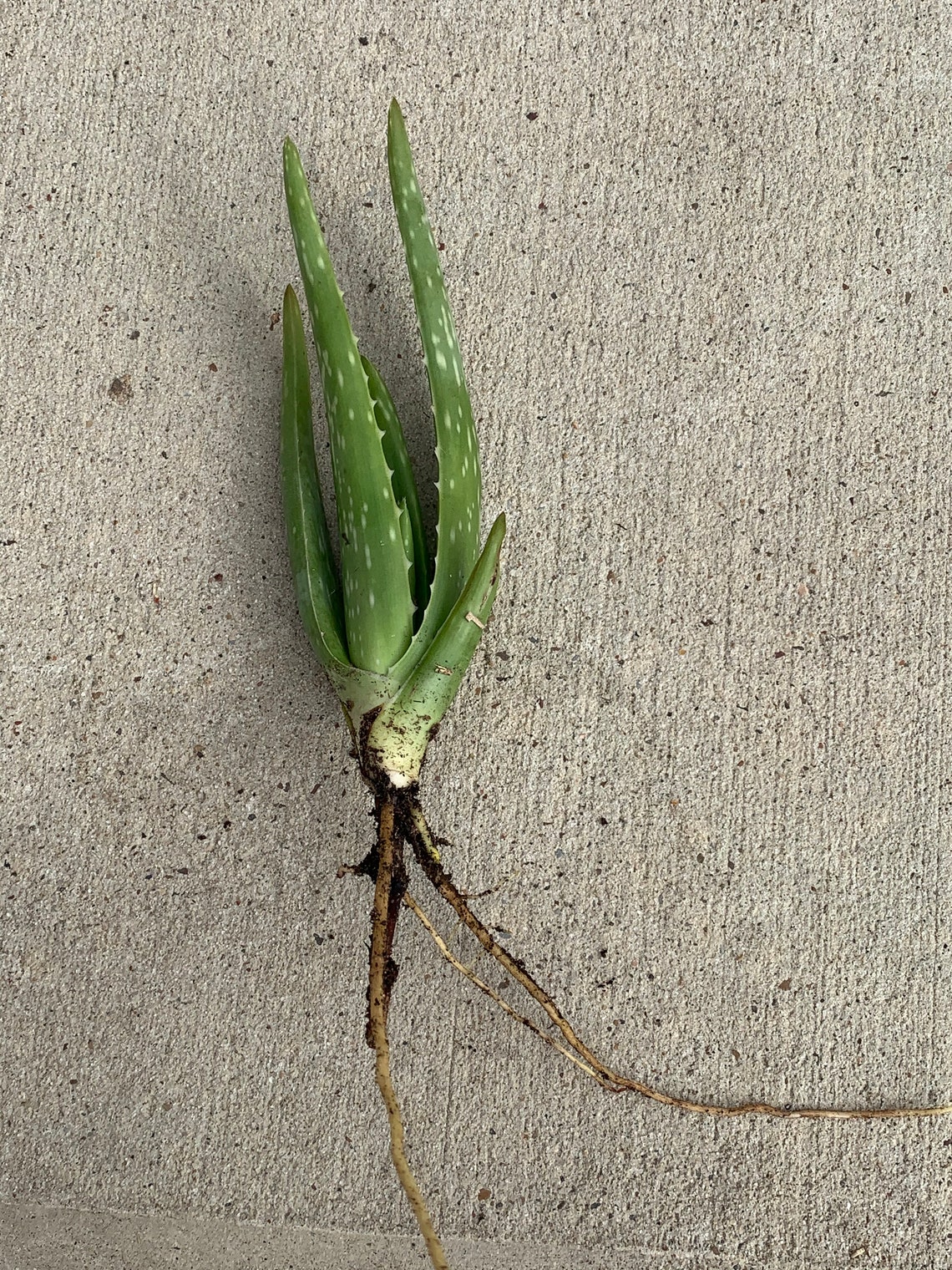 Wurzen single