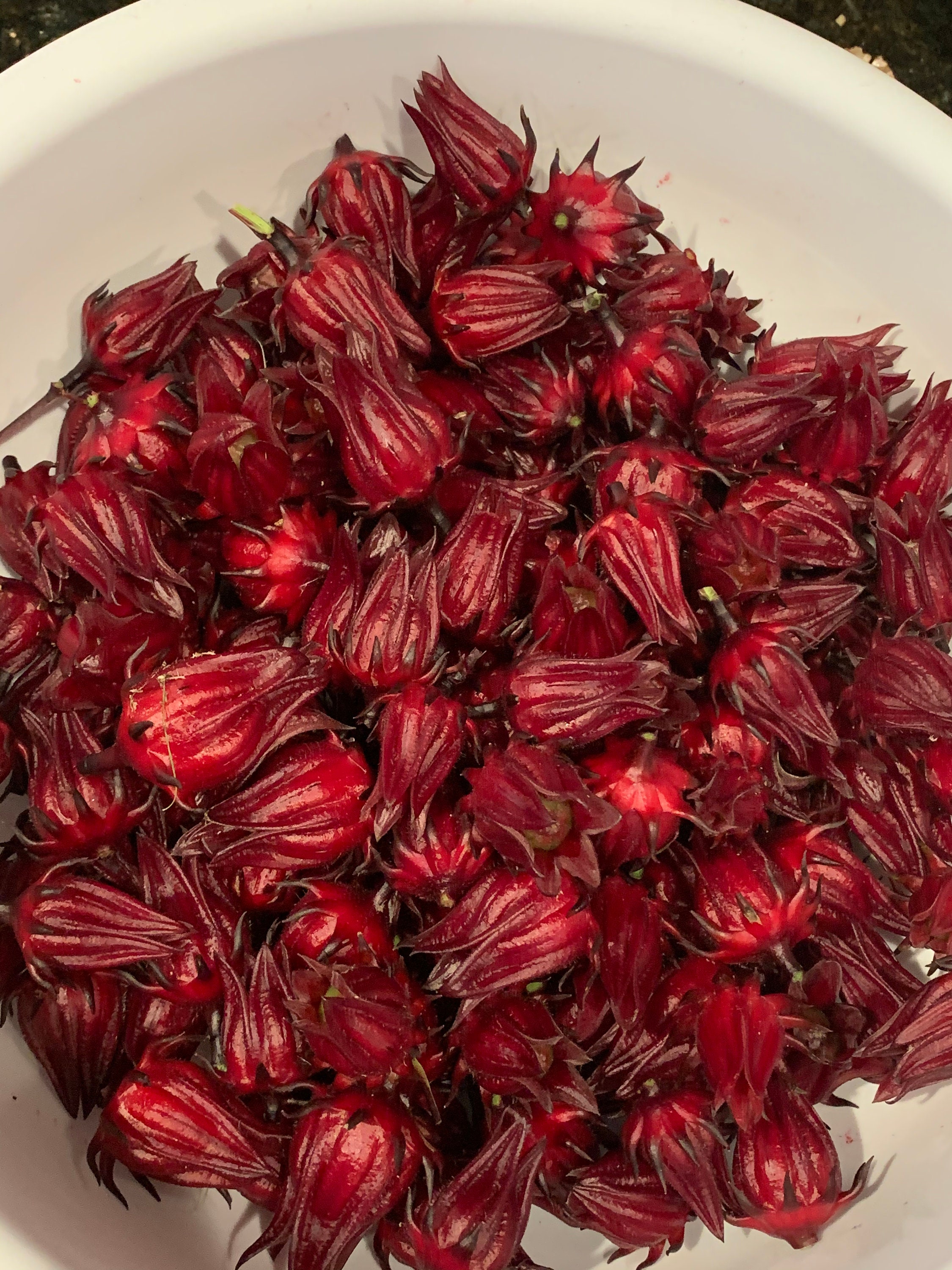 Organic Jamaican sorrel seeds/ Jamaican Hibiscus flower Etsy