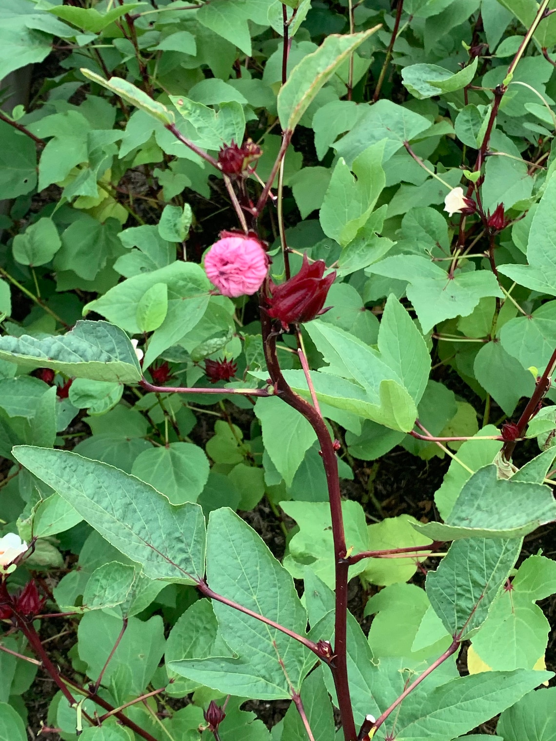 Organic Jamaican Sorrel Seeds/ Jamaican Hibiscus Flower Etsy