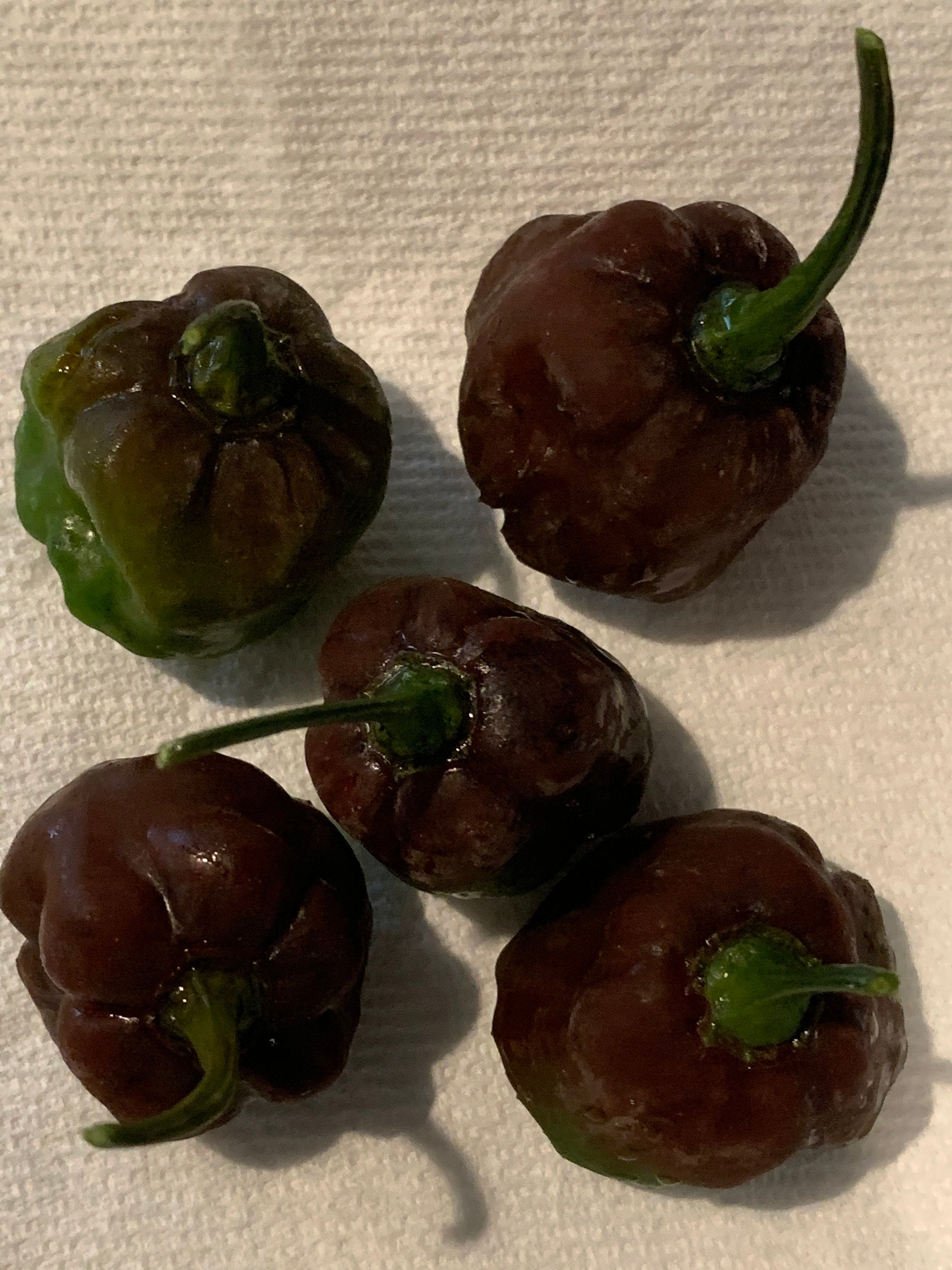 Starter pack Organic Okra seeds/Jamaican sorrel seeds/Jamaican Etsy