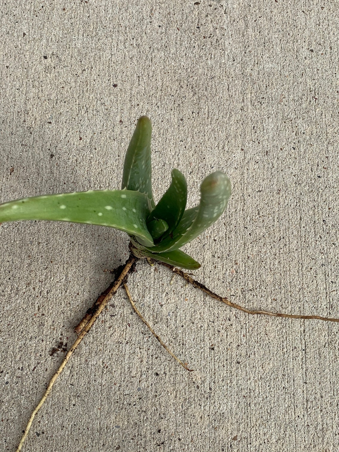 Aloe Vera plant with roots/Single Bible plant Etsy