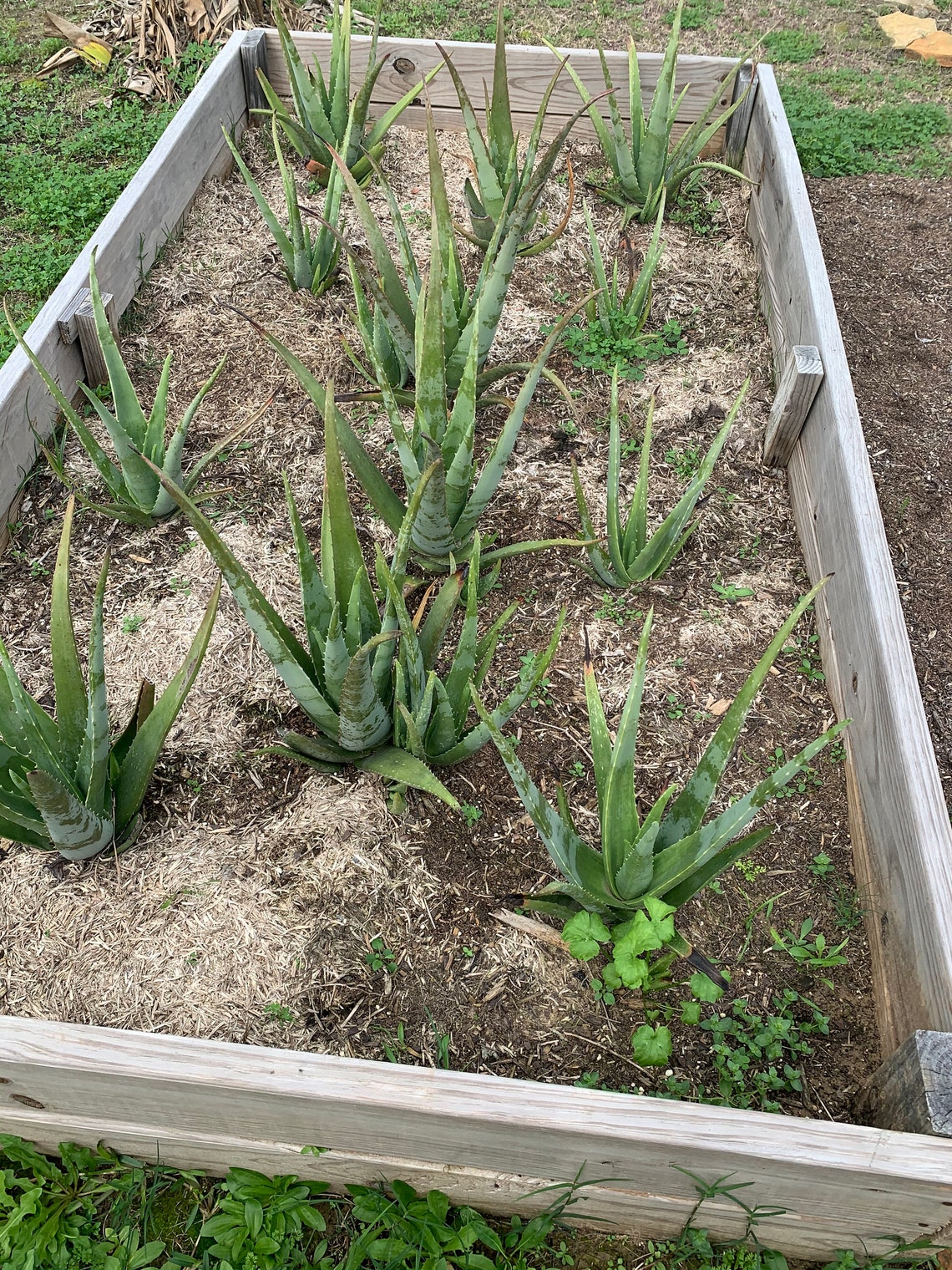 Aloe Vera plant with roots/Single Bible plant Etsy