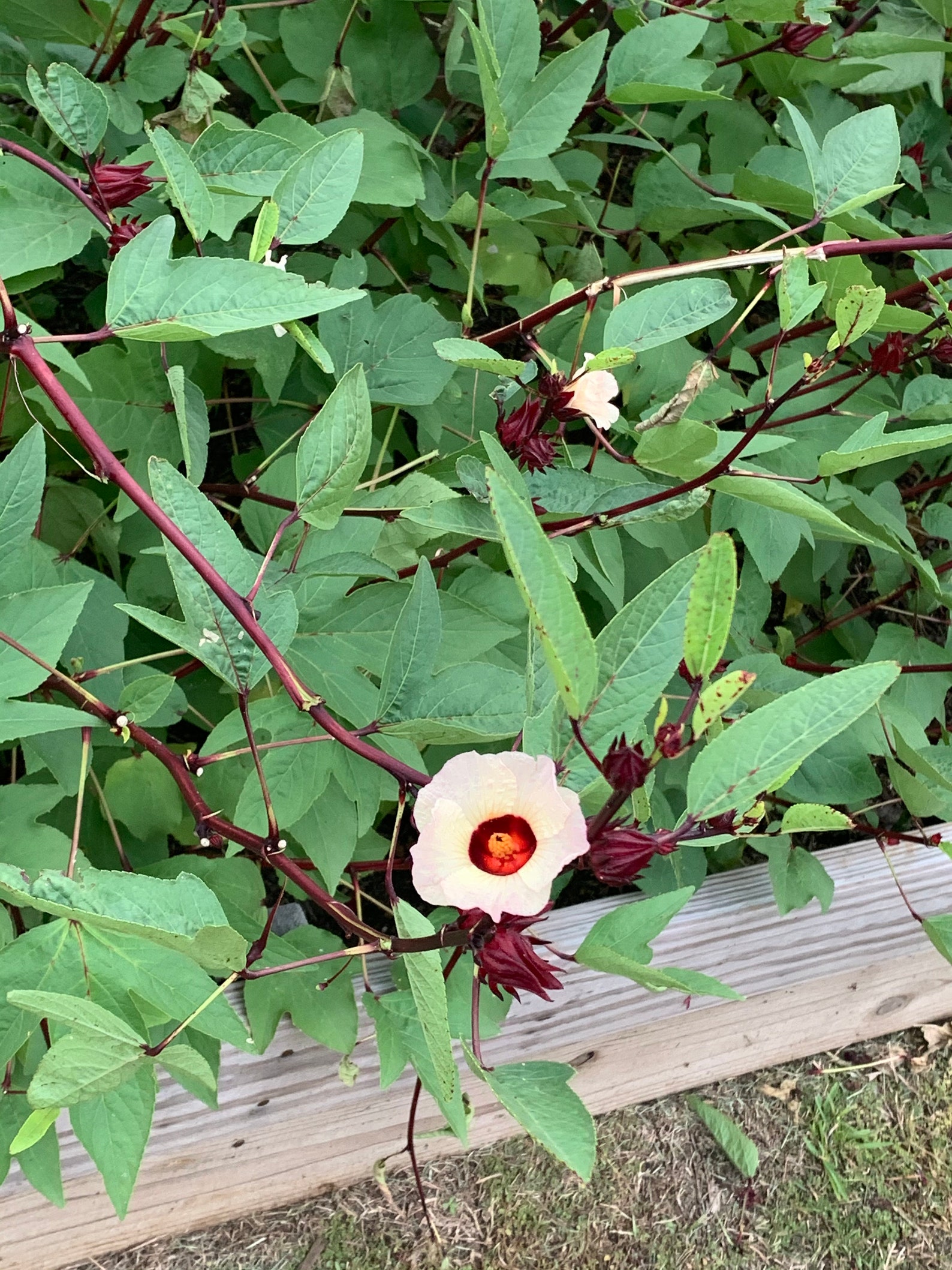 Organic Jamaican Sorrel Seeds/ Jamaican Hibiscus Flower | Etsy