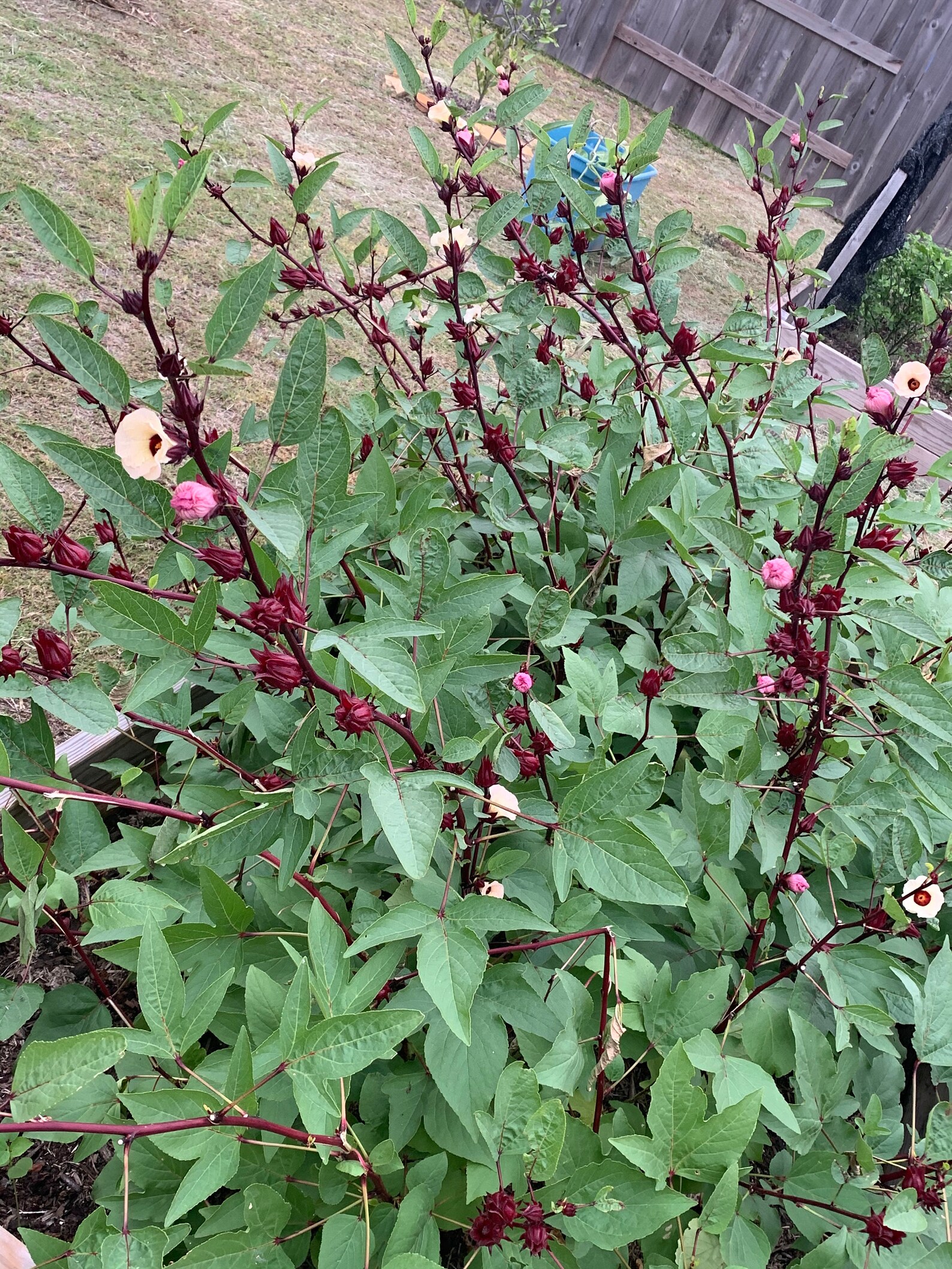 Organic Jamaican sorrel seeds/ Jamaican Hibiscus flower Etsy