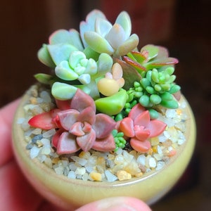 Mini macetero para suculentas, arreglo de suculentas diminuto, maceta pequeña para suculentas, regalo de suculentas, macetero pequeño para suculentas, plantas pequeñas, regalo de planta pequeña