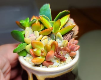 Puede incluir: Una pequeña maceta de cerámica con un esmalte marrón y crema, llena de una variedad de suculentas coloridas. Las suculentas muestran tonos de verde, amarillo, naranja y rojo. La maceta está llena de pequeñas piedras blancas y beige.