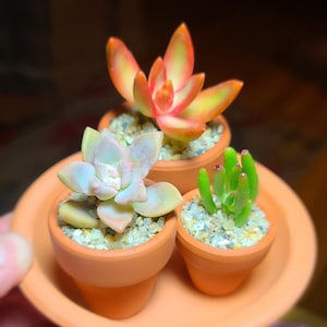 May include: Three small succulent plants in terracotta pots, arranged on a matching saucer. The succulents display a variety of colors, including green, orange, and pink. The pots are filled with small pebbles.