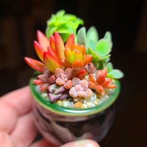 Mini Succulent Arrangement in Tiny Ceramic Pot, Mini Succulent Planter, Mini Potted Succulents, Baby Succulents Fairy Garden, Succulent Gift