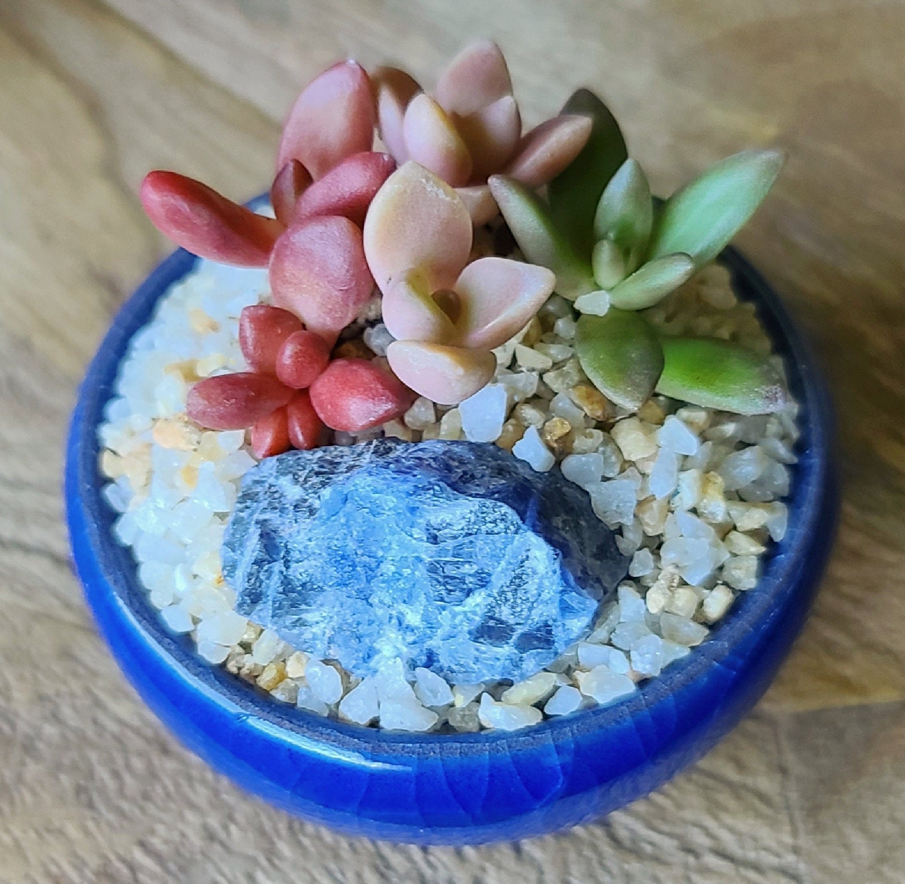 Mini Succulents With Raw Sodalite Crystal Gift Tiny Succulent Etsy
