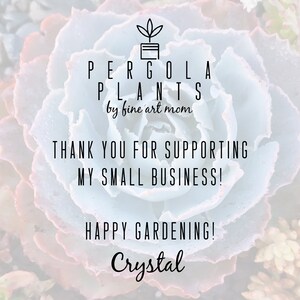 Puede incluir: Un mensaje de agradecimiento de una peque&ntilde;a empresa llamada "Pergola Plants by fine art mom" con una planta suculenta en el fondo. El mensaje dice "&iexcl;Gracias por apoyar mi peque&ntilde;o negocio! &iexcl;Feliz jardiner&iacute;a! Crystal"
