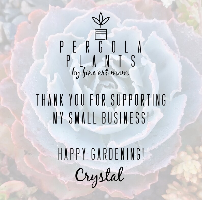 Puede incluir: Un mensaje de agradecimiento de una peque&ntilde;a empresa llamada "Pergola Plants by fine art mom" con una planta suculenta en el fondo. El mensaje dice "&iexcl;Gracias por apoyar mi peque&ntilde;o negocio! &iexcl;Feliz jardiner&iacute;a! Crystal"
