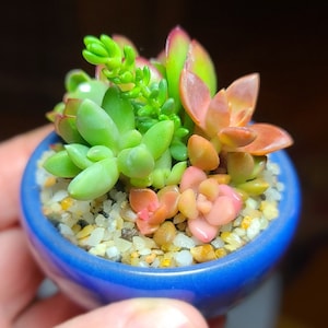 May include: A small blue ceramic pot filled with a variety of succulents. The succulents are a mix of green, pink, and red.