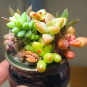 May include: A small, dark blue ceramic pot filled with a variety of succulents. The plants feature fleshy, rounded leaves in shades of lime green, pale yellow, soft orange, and pink, arranged in a dense cluster with visible soil and gravel.
