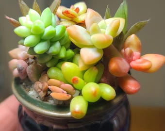 May include: A small, dark blue ceramic pot filled with a variety of succulents. The plants feature fleshy, rounded leaves in shades of lime green, pale yellow, soft orange, and pink, arranged in a dense cluster with visible soil and gravel.