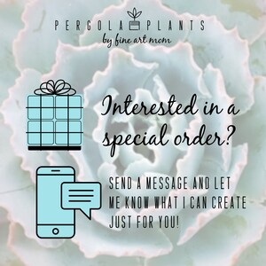 Puede incluir: Un gr&aacute;fico con un fondo azul claro que presenta una caja de regalo, un tel&eacute;fono inteligente con una burbuja de mensaje y el texto "&iquest;Interesado en un pedido especial? Env&iacute;a un mensaje y h&aacute;zmelo saber qu&eacute; puedo crear solo para ti!" El texto est&aacute; en negro y el gr&aacute;fico est&aacute; sobre un fondo verde claro.